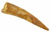 Fossil Pterosaur (Siroccopteryx) Tooth - Morocco #329002-1